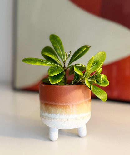 HAZE | mini plant pot